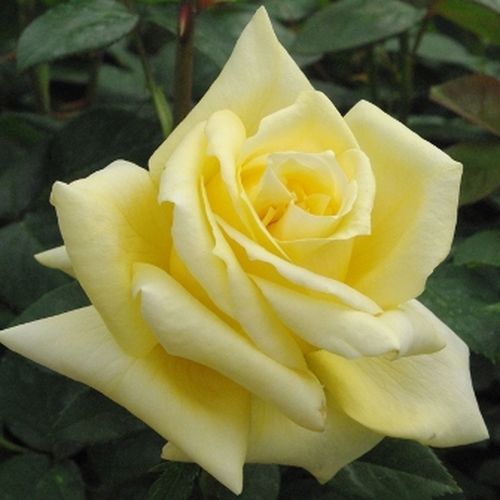 Vendita, rose rose ibridi di tea - giallo - Rosa Sunblest - rosa dal profumo discreto - Mathias Tantau, Jr. - Il suo colore non svanirà. Rosa recisa perfetta e duratura